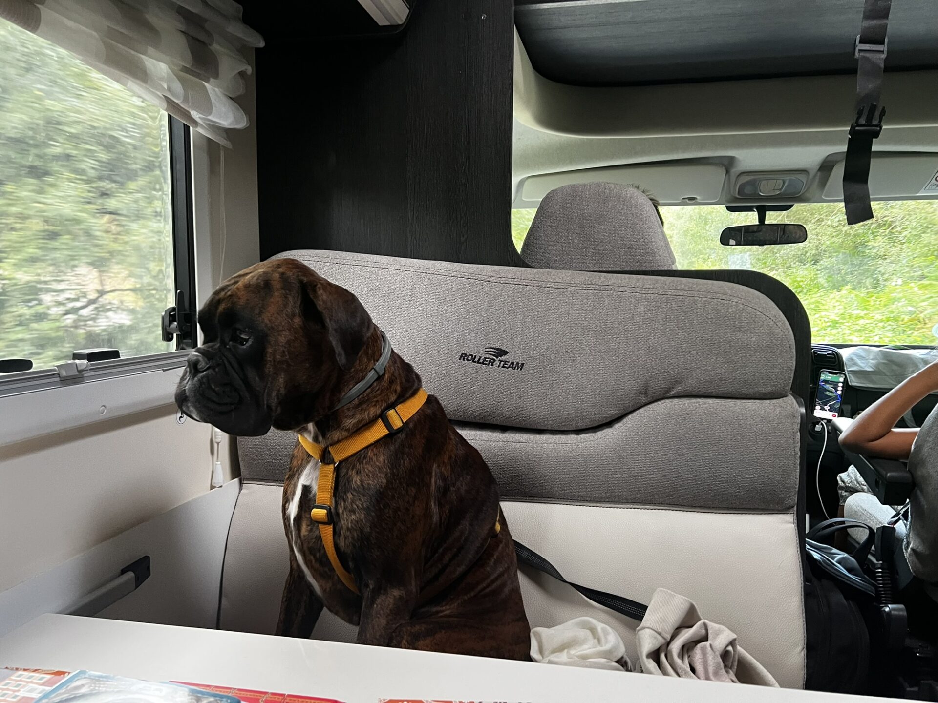 Furia sentada en un asiento de la autocaravana mirando por la ventana