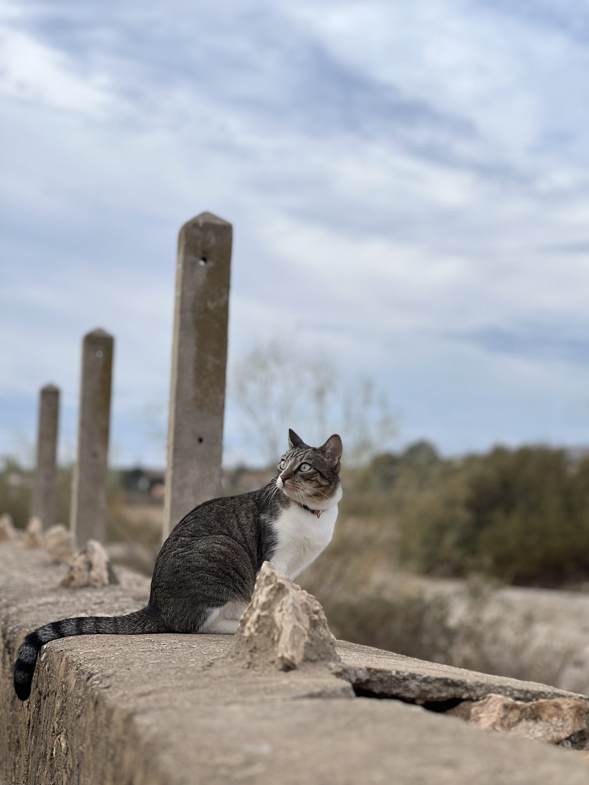 Gata durante un paseo