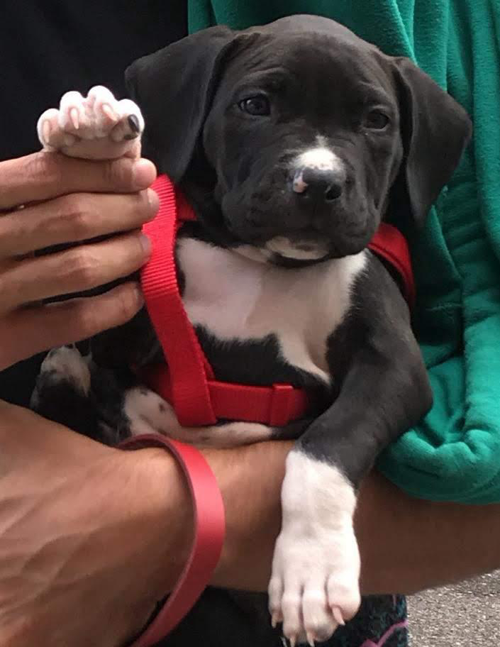 cachorrita blanca y negra
