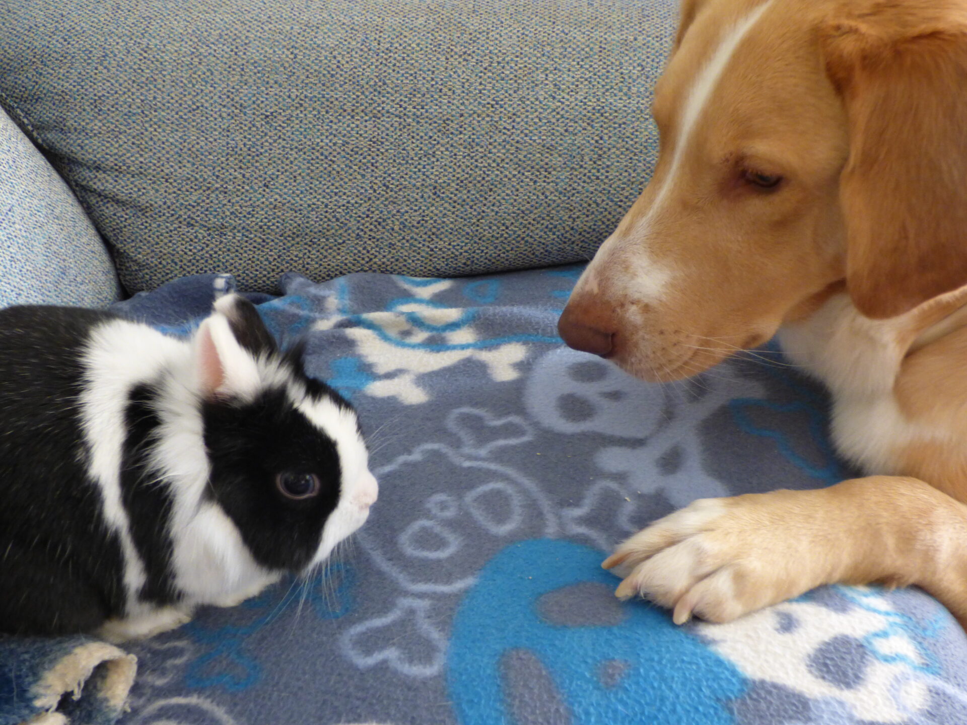 Bady mirando fijamente a Ricardo el conejo, ambos en el sofá