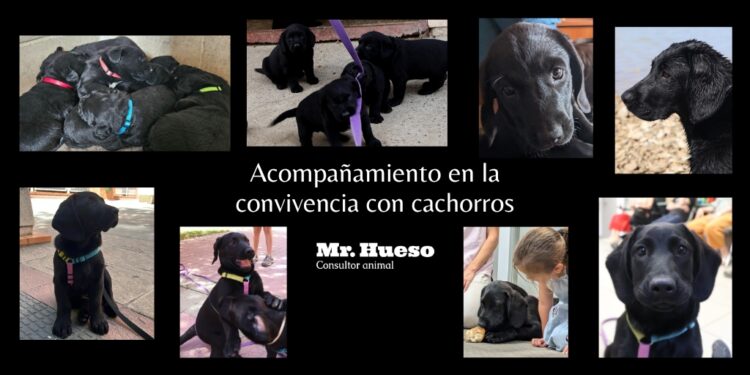 Servicios de acompañamiento en la convivencia con cachorros, Mr. Hueso aparecen fotos de nuestra cachorra Noche durante sus primeros meses de vida mostrando sus cambios