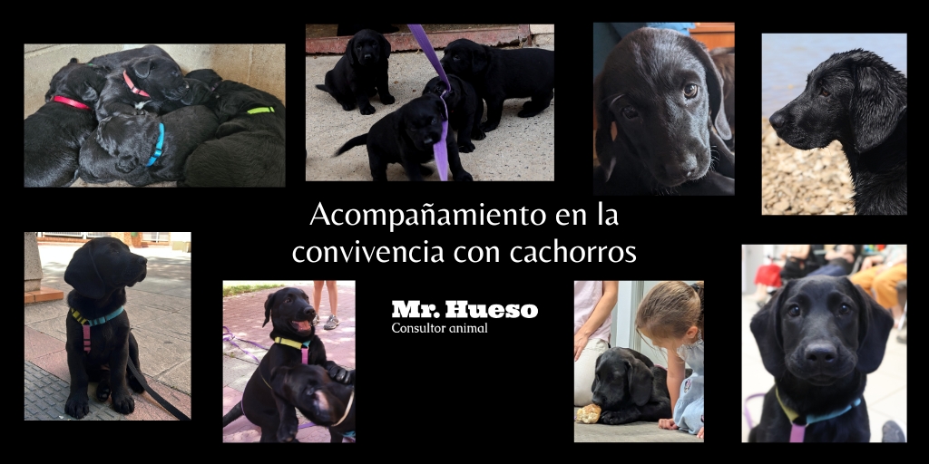 aparecen fotos de nuestra cachorra Noche durante sus primeros meses de vida mostrando sus cambios